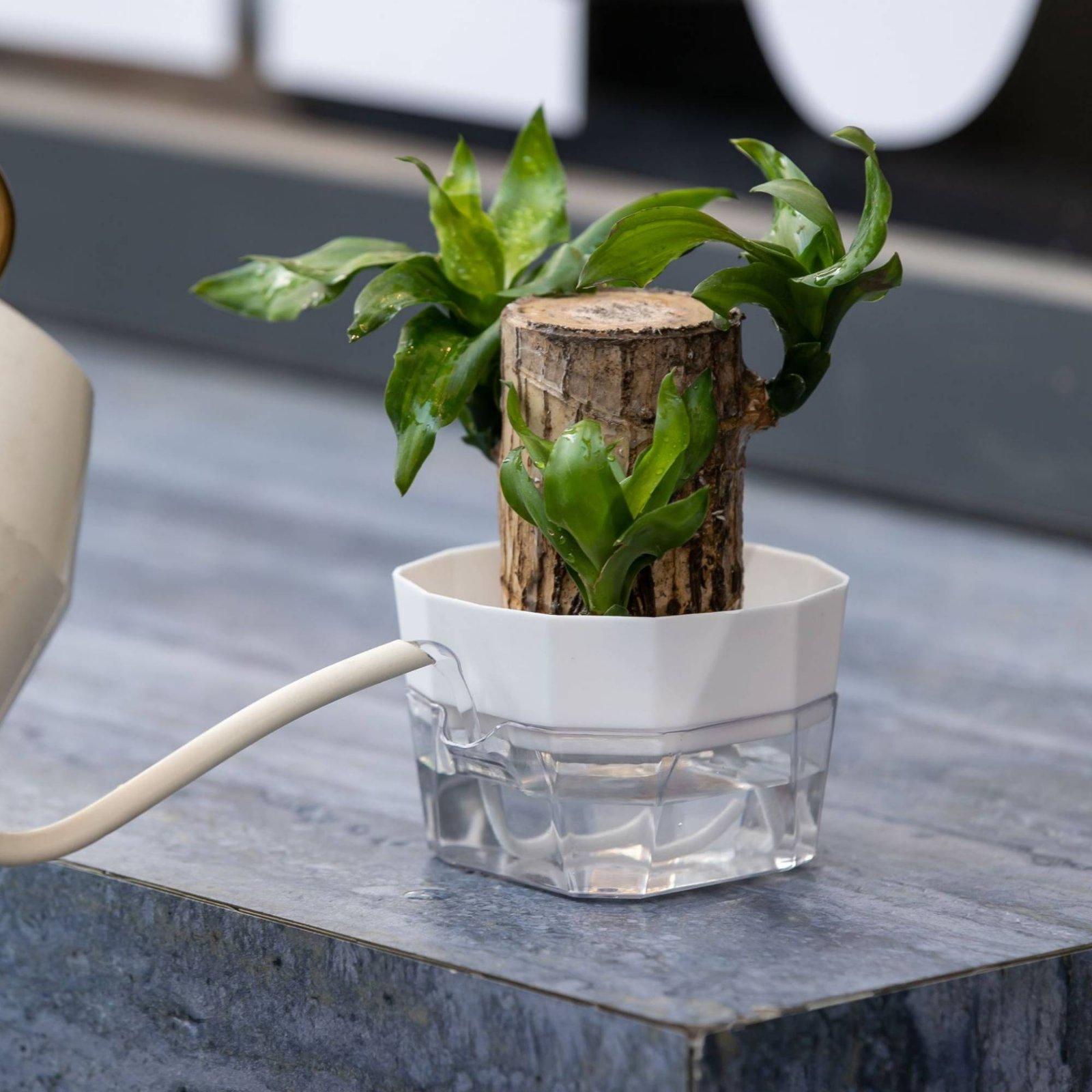 水耕栽培用花瓶 二層式自動給水プランター 透明PET製植木鉢 - Pet Supplies In のレビューと価格